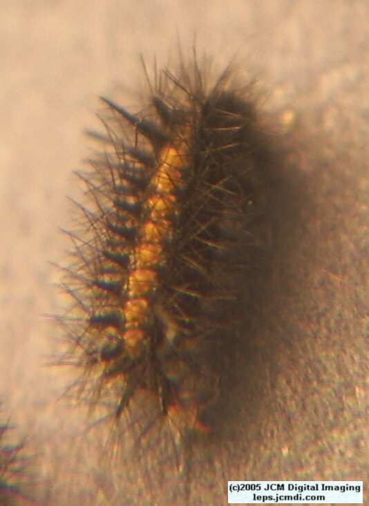 Chalcedon Checkerspot (Euphydryas chalcedona) hibernating 2nd / 3rd instar larvae